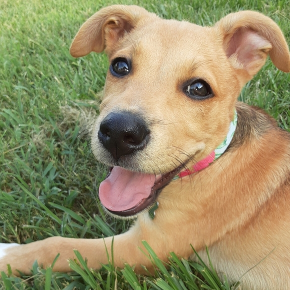 MeetYourPoshAmbassadors!🤩💚🐈🐈🐈🐈🐈🐈🐕 - Picture 16 of 16